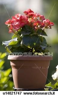 begonia ingrijirea plantelor cu flori