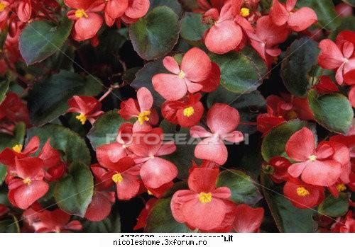 si inca una ingrijirea plantelor cu flori