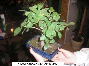 bonsai - ficus frunze ovale si alungite, coriacee, este cu puncte lumina directa. poate creste si in
